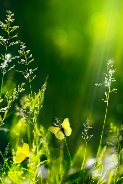 Foto abstracte zomer bloemrijke groene natuur achtergrond