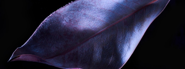 Abstracte zwarte achtergrond met paarse blad macro Achtergrond voor parfum cosmetische producten