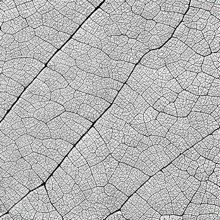 Foto abstracte zwarte ader van witte bladeren textuur