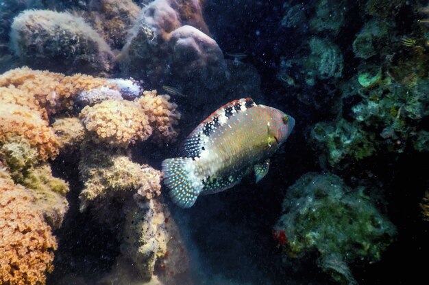 Abudjubbe wrasse (Cheilinus abudjubbe) Underwater, Marine life