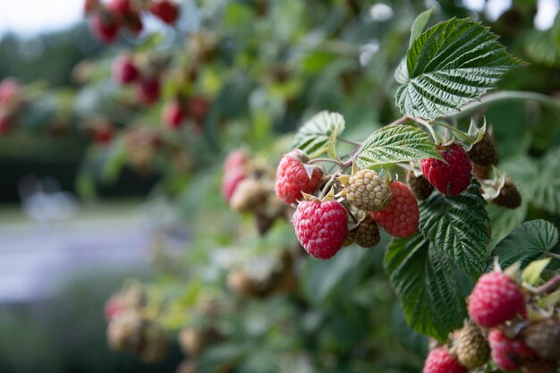 Abundance of red ripe raspberries on the bushes in the garden fresh berries