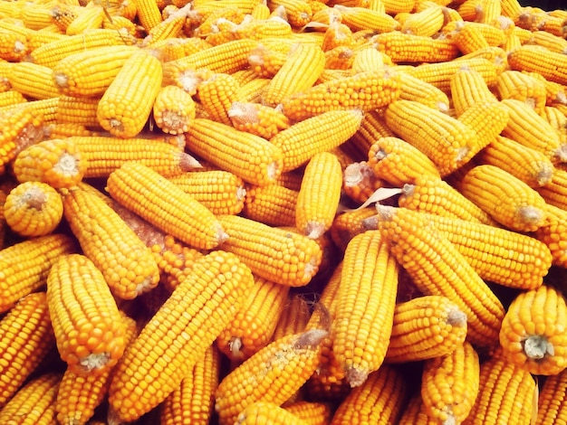 Abundance of sweet corns cobs