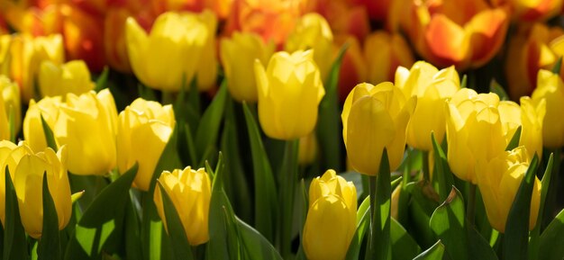 An abundance of tulips in a flower bed yellow tulips in the foreground and orange tulips in the background romantic plants in the back rays of the sun