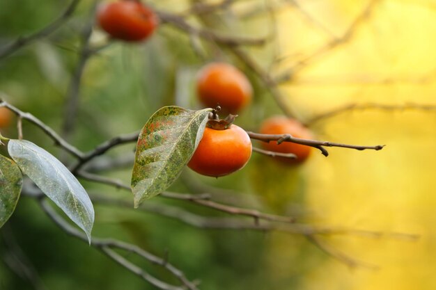 豊富な秋の深紅色の甘美な柿の木