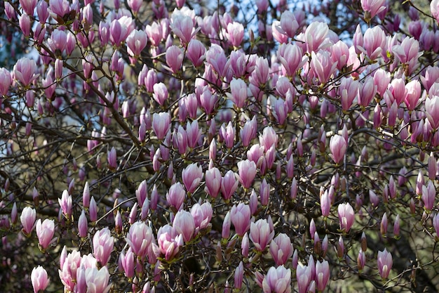 Abundant blooming of pink flowers of chinese magnolia or saucer magnolia x soulangeana early spring