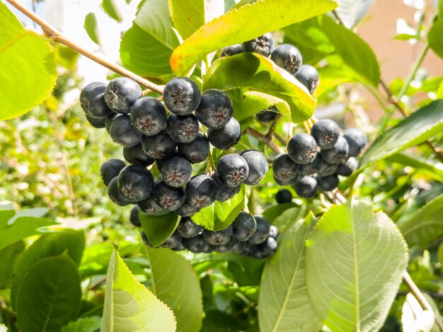 Abundant branches of ripe chokeberry or aronia ready for harvest