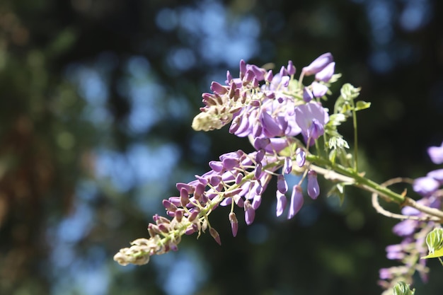 Abundant flowering of wisteria in spring