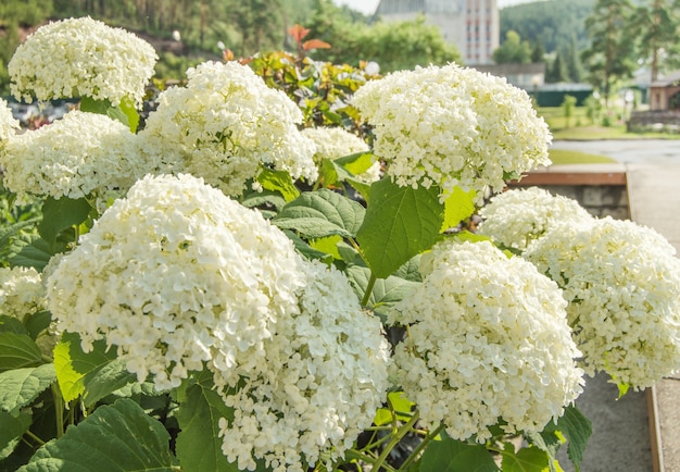 晴れた夏の日の庭の緑豊かな低木、美しい白いパニックアジサイの豊富な花