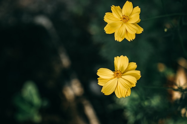 Abundant natural yellow flowers 