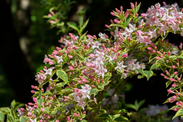 사진 5월 중순 weigela florida의 풍부한 분홍색 꽃