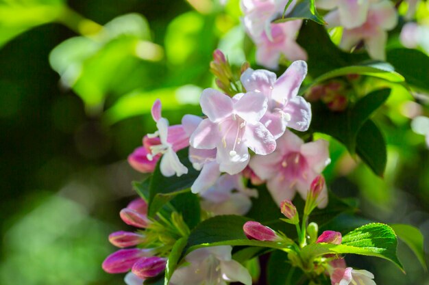 Abundant pink flowers of Weigela florida in mid May