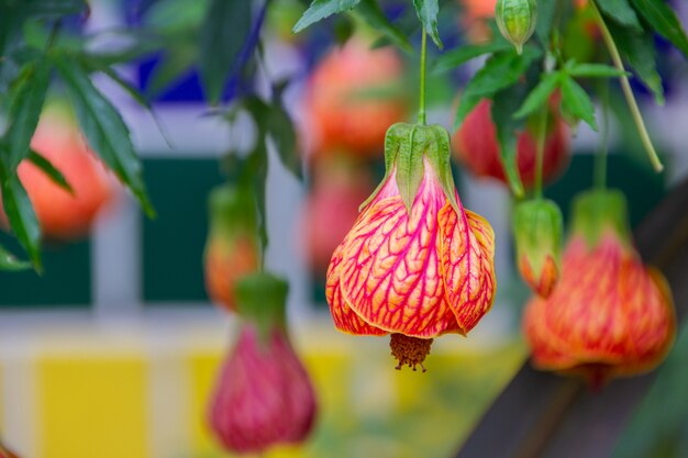 Abutilon hybridum is een soortnaam die wordt gebruikt voor een breed scala aan verschillende soorten bloeiende planten