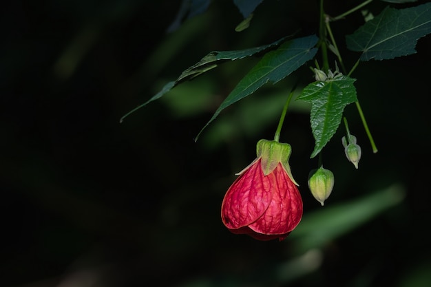 Foto abutilon pictum aka redvein abutilon, redein flowering maple e lanterna cinese