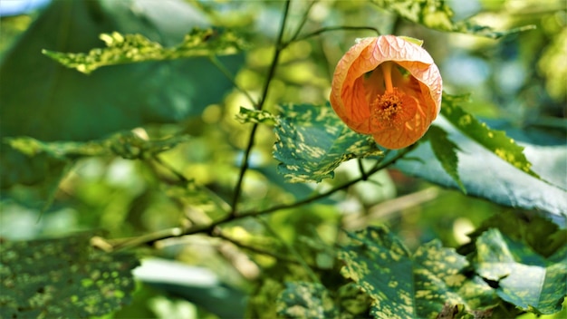 Abutilon pictum ook bekend als Chinese lantaarn Geschilderde Indiase kaasjeskruid