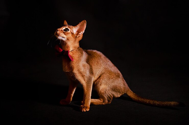 黒の背景にアビシニアン猫