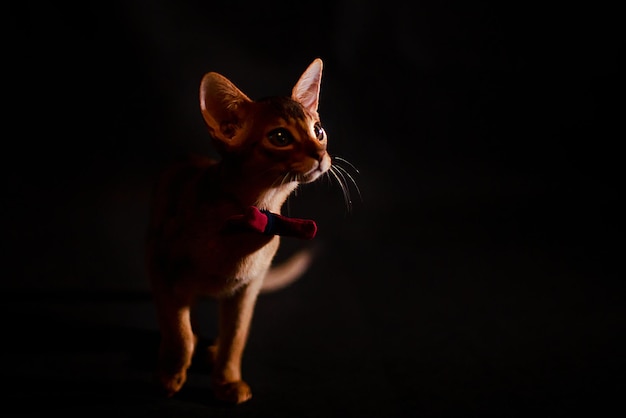 Abyssinian cat on a black background