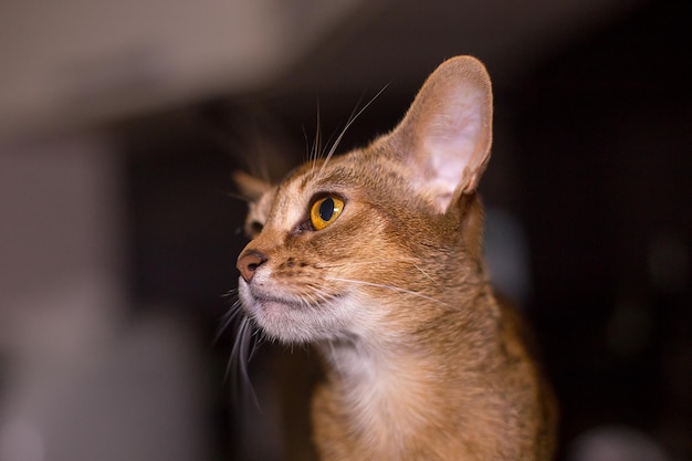 Abyssinian cat close up portrait