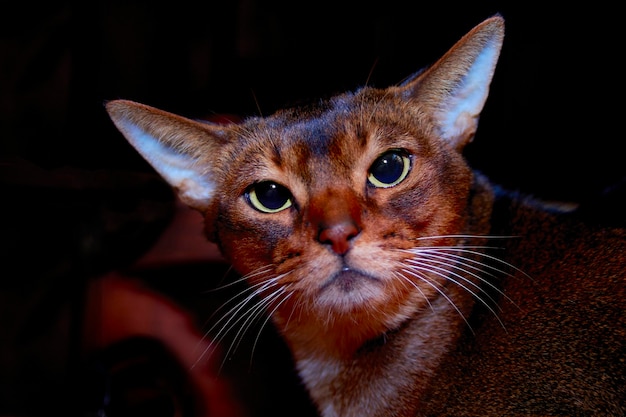 Abyssinian cat front portrait on dark background. Angry Abyssinian cat looks at the camera.