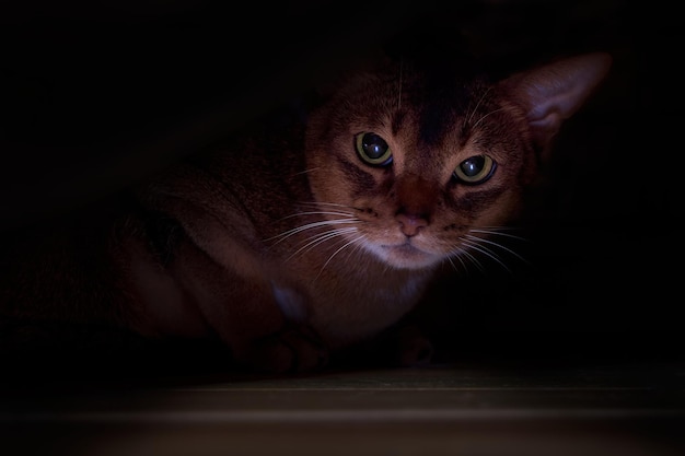 Abyssinian cat hid under the bed Portrait angry cat dark background