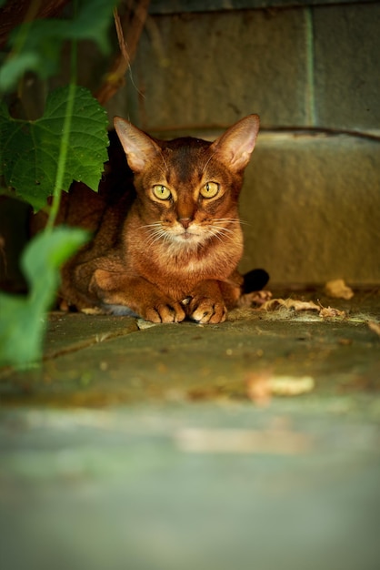 Abyssinian cat hides in the bushes near the wall of the house