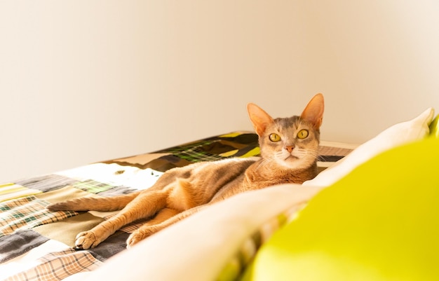 Abyssinian cat at home close up portrait of blue abyssinian cat\
lying on a patchwork quilt and pillows