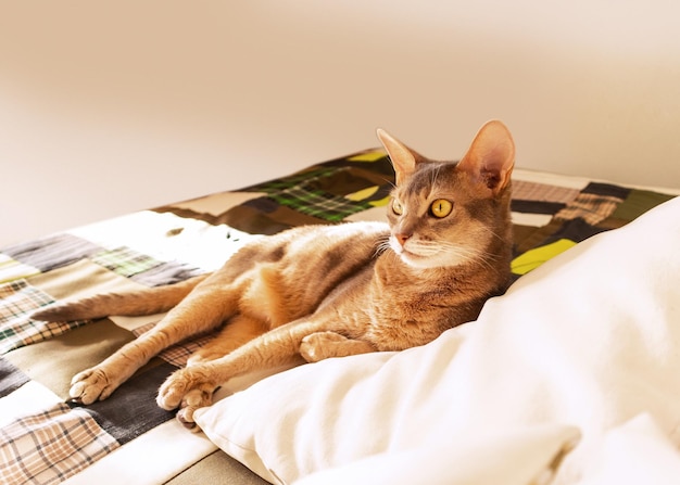 집에 있는 아비시니아 고양이 패치워크 퀼트와 베개에 누워 있는 파란색 아비시니아 고양이의 초상화를 닫습니다