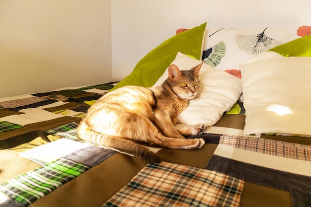 Abyssinian cat at home close up portrait of blue abyssinian cat\
lying on a patchwork quilt and pillows