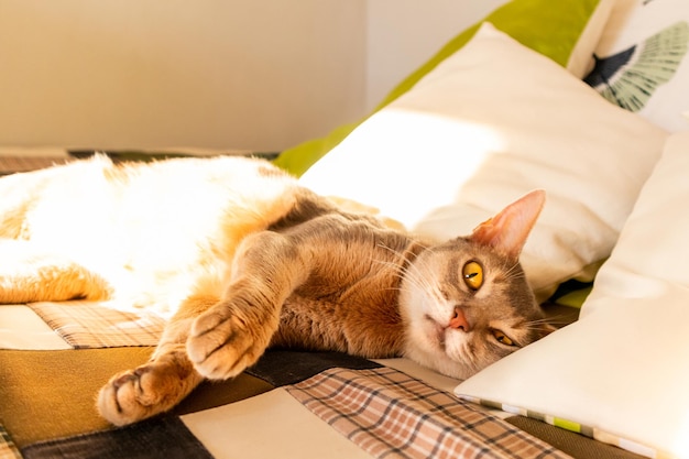 Abyssinian cat at home Close up portrait of blue abyssinian cat lying on a patchwork quilt and pillows