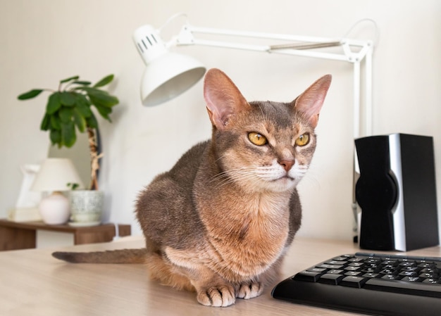 Photo abyssinian cat at home close up portrait of blue abyssinian cat sitting on a work table pretty cat white background