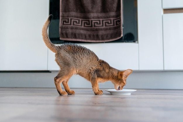 Abyssinian cat at home with her owner at home. beautiful\
purebred short haired kitten.