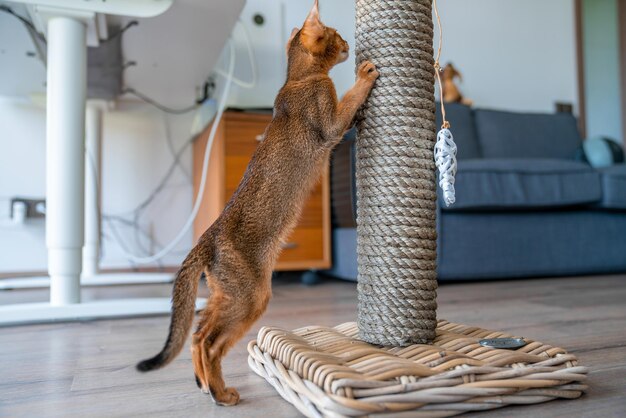 Abyssinian cat at home with her owner at home. beautiful\
purebred short haired kitten.