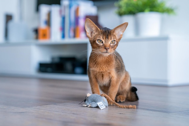 Abyssinian cat at home with her owner at home. Beautiful purebred short haired kitten.