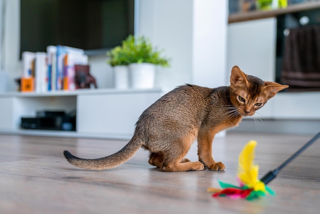 Abyssinian cat at home with her owner at home. Beautiful purebred short haired kitten.