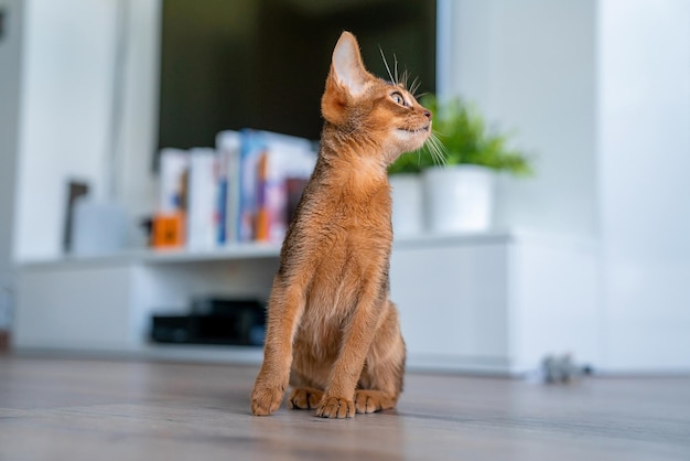 Abyssinian cat at home with her owner at home. Beautiful purebred short haired kitten.