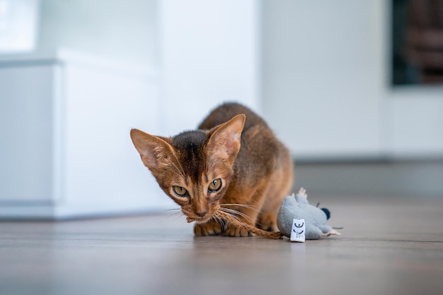 家にいる飼い主と一緒に家にいるアビシニアン猫。美しい純血種の短い髪の子猫。