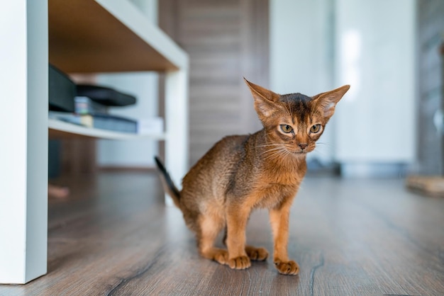 家にいる飼い主と一緒に家にいるアビシニアン猫。美しい純血種の短い髪の子猫。