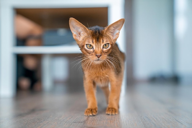 Abyssinian cat at home with her owner at home. beautiful\
purebred short haired kitten.