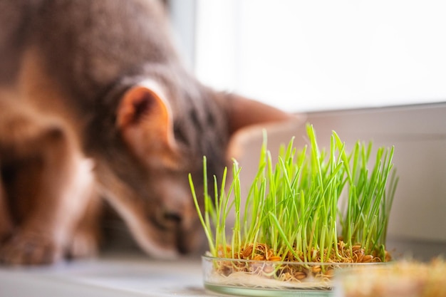 Abyssinian cat is sniffing something on the windowsill next to grass for the stomach health of pets Conceptual photo of pet care and healthy diet for domestic cats Cute adult Abyssinian blue cat