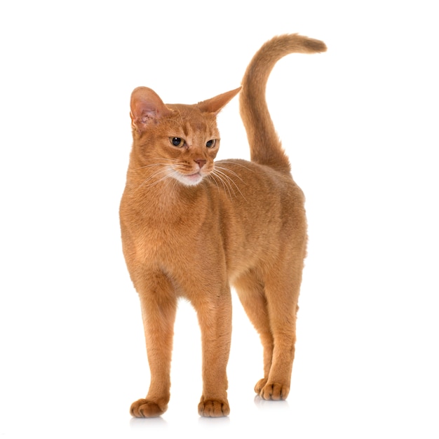 Abyssinian cat isolated