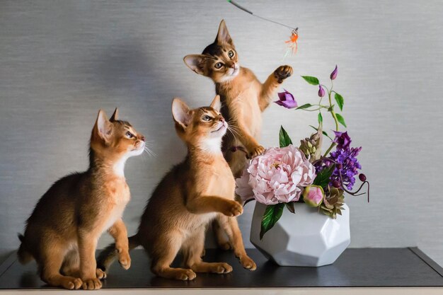 Abyssinian cat kittens playing beautiful and funny