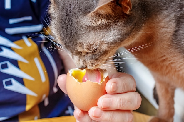 Abyssinian cat lapping tongue liquid yolk of boiled chicken egg