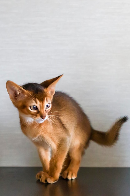 Абиссинская кошка и маленький рыжий котенок