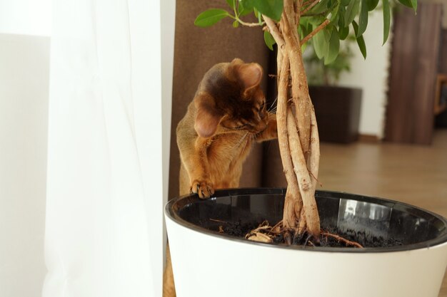 植木鉢で何かを探しているアビシニアン猫