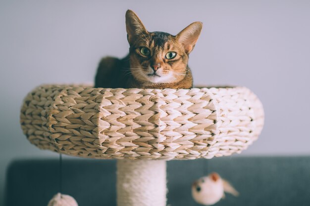 Abyssinian cat lying in straw basket.