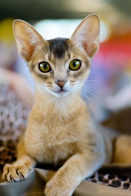 Abyssinian cat portrait