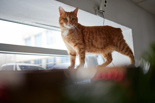 Primo piano rubicondo del gatto abissino su una scala di legno un palo un'amaca