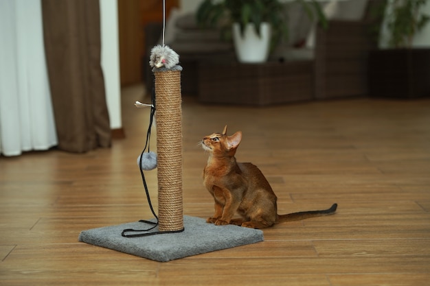 An abyssinian cat sitting on the floor looking at scratching post