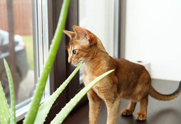 An abyssinian cat sitting on the windowsill looking out of the window