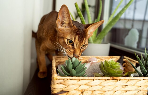 Foto un gatto abissino che annusa il fiore artificiale