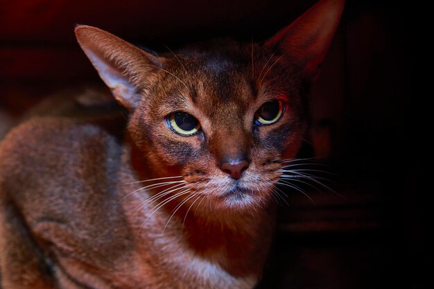 Abyssinian cat studio front close up portrait on dark background.